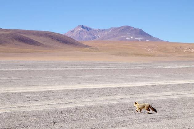  Andean fox close up,Bolivia Copyright: xelleonx Panthermedia28110783