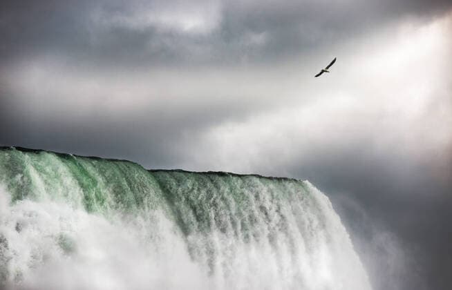 Goshawk flies over Niagara Falls  389614487989125127