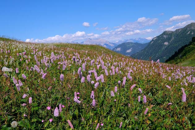 Wiese mit Schlangen Knöterich am Glaspass, Naturpark Beverin, Kanton Graubünden, Schweiz. *** Meadow with snakes Knotweed at Glaspass, Beverin Nature Park, Canton Grisons, Switzerland