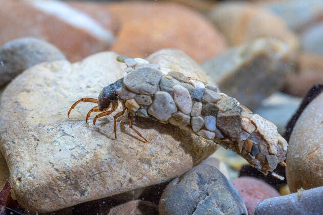 IMAGO Nature: Unsere Erde, Tiere, Tierische Meister der Tarnung Koecherfliegen, Haarfluegler (Trichoptera), auf Kiesgrund mit Koecher aus kleinen Steinen, Deutschland caddis flies (Trichoptera), on pebbles with case made from small stones, Germany BLWS621469 *** caddis flies, hairwing Trichoptera , on pebbles with case made from small stones, Germany BLWS621469 Copyright: xblickwinkel A.xHartlx