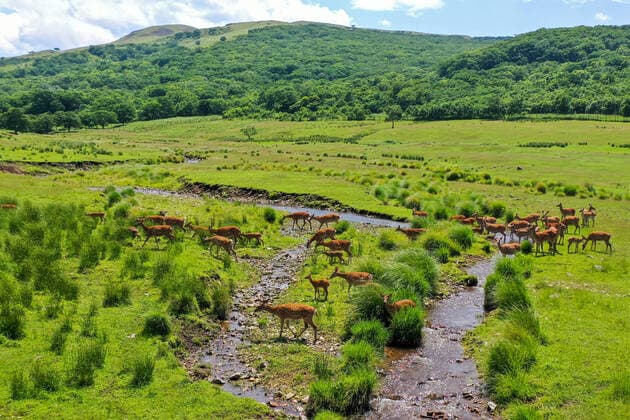 IMAGO Nature: Unsere Erde, Naturschutz, Naturschutzgebiete in Asien PRIMORYE TERRITORY, RUSSIA â€“ JULY 8, 2020: A spotted deer herd in the Gamovsky cluster area at the Land of the Leopard National Park. The national park covers an area of some 2800 sq km. The park was established in the 2010s to protect the Amur leopard, a critically endangered subspecies of leopard, which inhabits a small area on the Russian-Chinese border. Yuri Smityuk TASS  TS0DF80F
