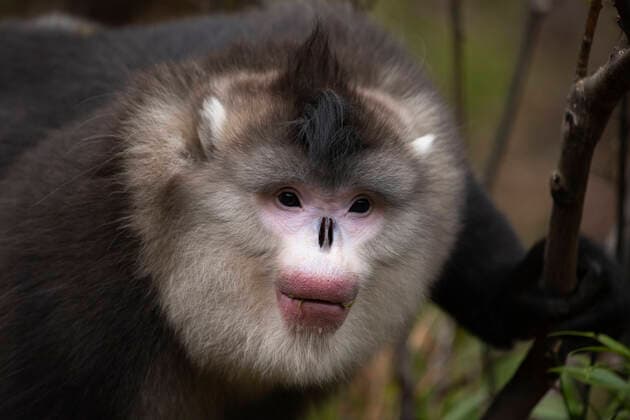 Unsere Erde: Natur, Tiere, Artenschutz, Seltene Tierarten Black Snub-nosed Monkey, Syn Black and White Snub-nosed Monkey (Rhinopithecus bieti ). CHINA x2734x  Copyright: xMagnusxMartinsson TTx BLACK AND WHITE SNUB-NOSED MONKEY