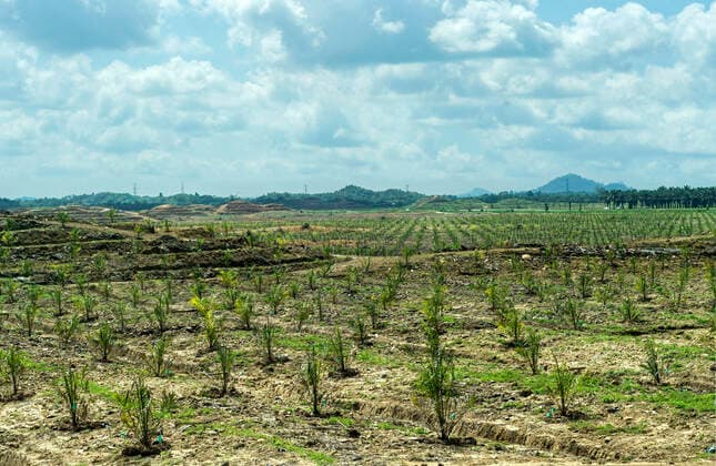 IMAGO Nature: Unsere Erde, Umweltverträgliche Herausforderungen, Palmöl Plantage mit jungen Ölpalmen (Elaeis guineensis) auf gerodeteten Regenwaldflächen, Sabah, Borneo, Malaysia *** Plantation with young oil palms (Elaeis guineensis) on cleared rainforest areas, Sabah, Borneo, Malaysia *** Plantation with young oil palms Elaeis guineensis on cleared rainforest areas, Sabah, Borneo, Malaysia Plantation with young oil palms Elaeis guineensis on cleared rainforest areas, Sabah, Borneo, Malaysia