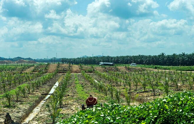 IMAGO Nature: Unsere Erde, Umweltverträgliche Herausforderungen, Regenwald Plantage mit jungen Ölpalmen (Elaeis guineensis) auf gerodeteten Regenwaldflächen, Sabah, Borneo, Malaysia *** Plantation with young oil palms (Elaeis guineensis) on cleared rainforest areas, Sabah, Borneo, Malaysia *** Plantation with young oil palms Elaeis guineensis on cleared rainforest areas, Sabah, Borneo, Malaysia Plantation with young oil palms Elaeis guineensis on cleared rainforest areas, Sabah, Borneo, Malaysia