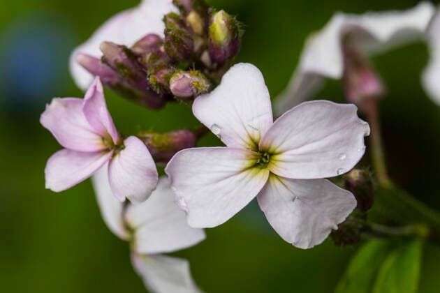 Gemeine Nachtviole (Hesperis matronalis), Blueten, Niederlande dame s-rocket, dame s-violet, garden rocket, Dame s rocket (Hesperis matronalis), flower, Netherlands BLWS622562 *** Common night violet Hesperis matronalis , flower, Netherlands lady s rocket, lady s violet, garden rocket, lady s rocket Hesperis matronalis , flower, Netherlands BLWS622562 Copyright: xblickwinkel AGAMI W.xLeursx