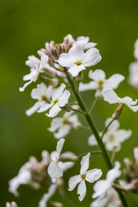 Gemeine Nachtviole (Hesperis matronalis), Bluetenstand, Niederlande, Friesland dame s-rocket, dame s-violet, garden rocket, Dame s rocket (Hesperis matronalis), inflorescence, Netherlands, Frisia BLWS622565 *** Common night violet Hesperis matronalis , Bloom stand, Netherlands, Friesland dame s rocket, dame s violet, garden rocket, dame s rocket Hesperis matronalis , inflorescence, Netherlands, Frisia BLWS622565 Copyright: xblickwinkel AGAMI W.xLeursx