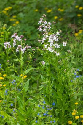 Gemeine Nachtviole (Hesperis matronalis), bluehend, Niederlande, Friesland dame s-rocket, dame s-violet, garden rocket, Dame s rocket (Hesperis matronalis), blooming, Netherlands, Frisia BLWS622566 *** Common night violet Hesperis matronalis , blooming, Netherlands, Friesland lady s rocket, lady s violet, garden rocket, lady s rocket Hesperis matronalis , blooming, Netherlands, Frisia BLWS622566 Copyright: xblickwinkel AGAMI W.xLeursx