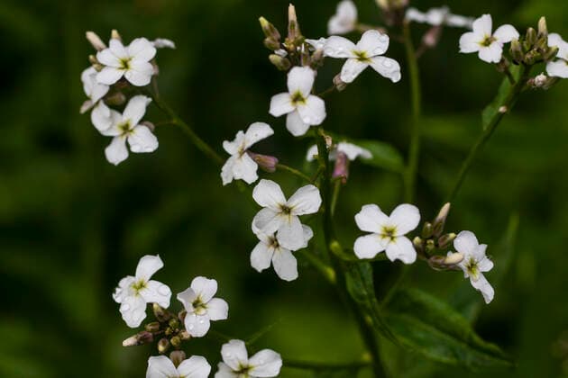 Gemeine Nachtviole (Hesperis matronalis), bluehend, Niederlande, Friesland dame s-rocket, dame s-violet, garden rocket, Dame s rocket (Hesperis matronalis), blooming, Netherlands, Frisia BLWS622567 *** Common night violet Hesperis matronalis , blooming, Netherlands, Friesland lady s rocket, lady s violet, garden rocket, lady s rocket Hesperis matronalis , blooming, Netherlands, Frisia BLWS622567 Copyright: xblickwinkel AGAMI W.xLeursx