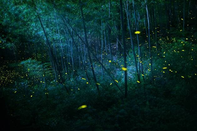 Night Elf Firefly  430829226085056517