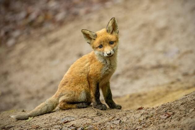  Curios young red fox cub sitting on the ground in forest near burrow Copyright: xWildMediax Panthermedia28206370
