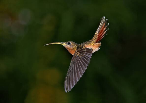 Rotschwanz-Schattenkolibri, Rotschwanzschattenkolibri, Rotschwanz-Eremit, Rotschwanzeremit (Glaucis hirsutus), im Flug vor dunklem Regenwald, Brasilien rufous-breasted hermit, hairy hermit (Glaucis hirsutus), in flight with a dark tropical rain forest edge in the background, Brazil BLWS622301 *** Redtail shadow hummingbird, redtail shadow hummingbird, redtail hermit, redtail hermit Glaucis hirsutus , in flight with a dark tropical rain forest edge in the background, Brazil BLWS622301 Copyright: xblickwinkel AGAMI A.xu.xG.xSwashx