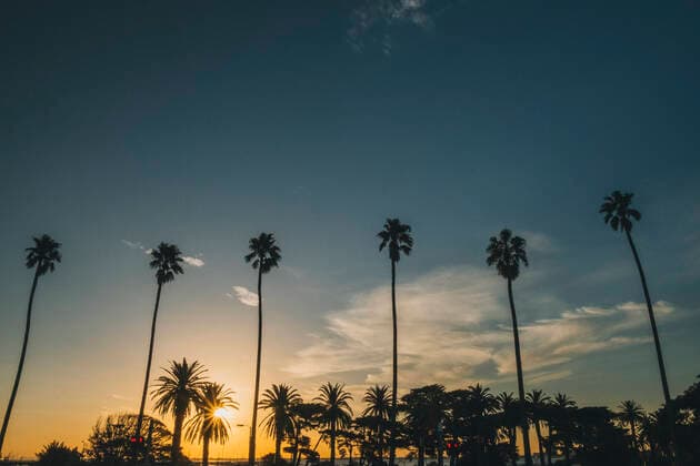 Palm trees at sunset close to St Kilda Pier, Melbourne, Australia Melbourne, VIC, Australia CR_JALO200628-424603-01