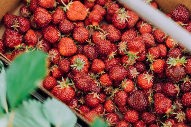Full basket of small red ripe strawberries at a u-pick farm Redmond, WA, United States CR_SEAK200702B-436798-01