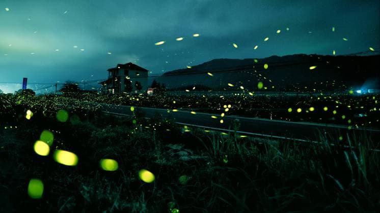 IMAGO Nature: Unsere Erde, Lichtverschmutzung in den Nächten bedroht Glühwürmchen-Populationen Fireflies, Jingan County, Jiangxi Province  442644157134667787