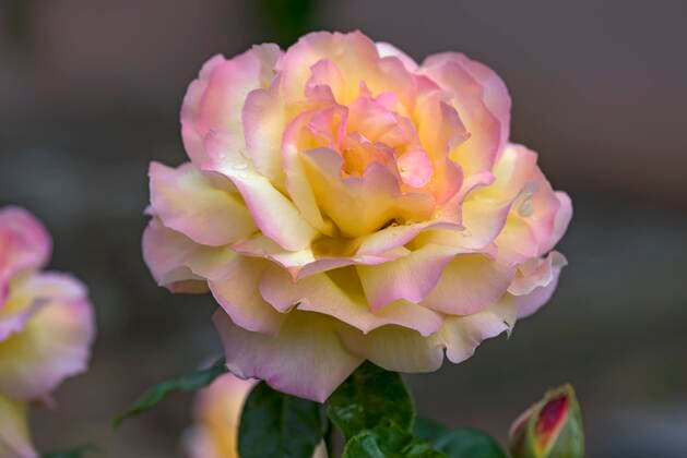 Gelbe Rosenblüte (Rosa), Deutschland, Europa Copyright: imageBROKER/HelmutxMeyerxzurxCapellen ibxmzc05798561.jpg