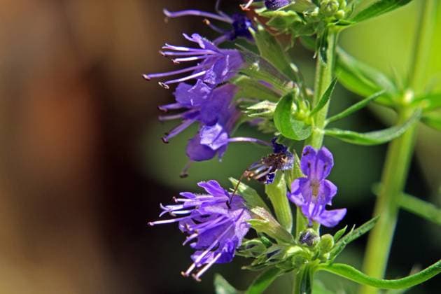 Pflanzen zur Insektennahrung Die Blüten des blauen Ysop zur Sommerzeit *** Plants for insect food The flowers of the blue hyssop in summertime