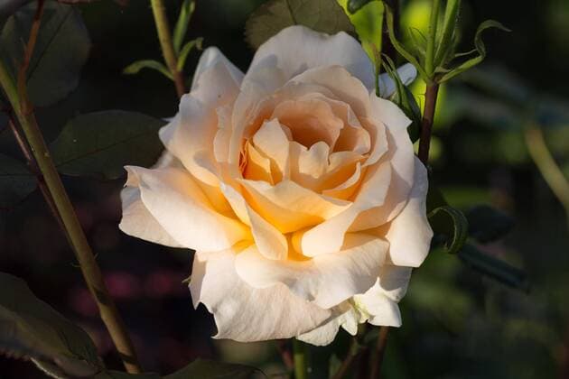  Yellow Rose on the Branch in the Garden Copyright: xwjarekx Panthermedia28238988