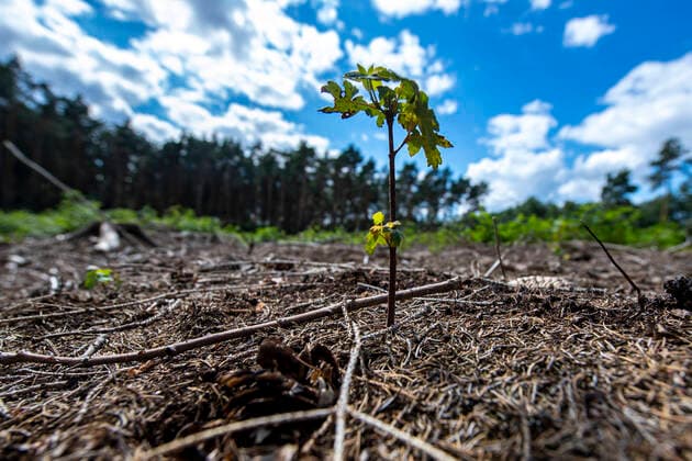 IMAGO Nature: Unsere Erde, Klimawandel, Dürren News Themen der Woche KW28 News Bilder des Tages Beginn der Waldzustandserhebung 2020 Ein junger Baumtrieb bahnt sich ihren Weg aus dem verdorrten und mit Zweigen bedeckten Boden. Stürme, Dürre und in der Folge eine Borkenkäfer-Massenvermehrung führen in den nordrhein-westfälischen Wäldern seit 2018 zu dramatischen Schäden. Damit die Wälder aus der aktuellen Krise gestärkt hervorgehen, bietet das Umweltministerium mit Ministerin Ursula Heinen-Esser breite Unterstützungsangebote zur Bewältigung der Schadsituation und zur Entwicklung vielfältiger und klimastabiler Mischwälder an. Rheda-Wiedenbrück Nordrhein-Westfalen Deutschland *** Beginning of the forest condition survey 2020 A young tree shoot makes its way out of the withered and twig-covered soil Storms, drought and, as Copyright: xInderlied Kirchner-Mediax