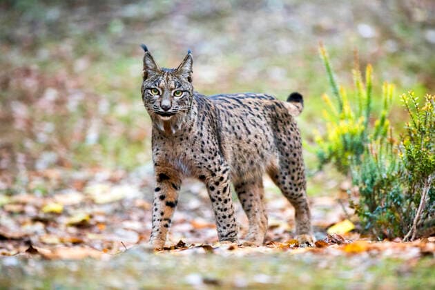 Unsere Erde: Natur, Tiere, Artenschutz, Seltene Tierarten Iberischer Luchs, Pardel-Luchs, Pardelluchs (Lynx pardinus), steht aufmerksam und schaut nach moeglicher Gefahrenquelle, Spanien, Cordoba Iberian lynx (Lynx pardinus), adult standing alert, looking for source of possible danger, Spain, Cordoba BLWS622913 *** Iberian lynx, Pardel lynx, Pardellynx Lynx pardinus , standing alert, looking for source of possible danger, Spain, Cordoba Iberian lynx Lynx pardinus , adult standing alert, looking for source of possible danger, Spain, Cordoba BLWS622913 Copyright: xblickwinkel AGAMI O.xDiezx