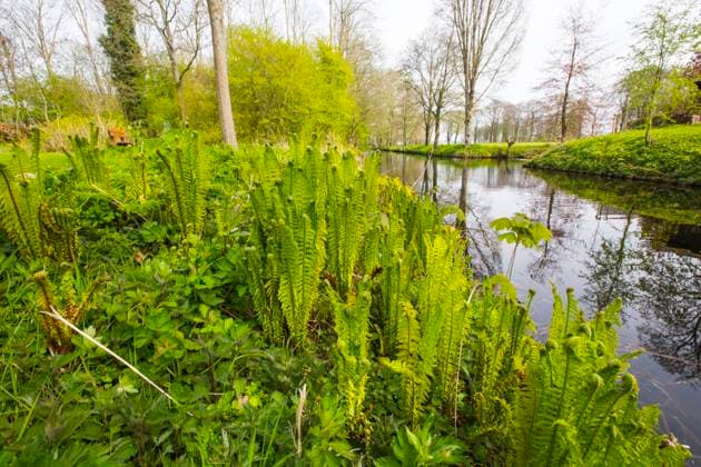 Europaeischer Straussenfarn, Deutscher Straussenfarn, Straussenfarn, Straussfarn, Trichterfarn, Becherfarn (Matteuccia struthiopteris), am Wasser, Niederlande, Friesland European Ostrich Fern, Ostrich Fern (Matteuccia struthiopteris), by the waterside, Netherlands, Frisia BLWS622787 *** European ostrich fern, German ostrich fern, ostrich fern, ostrich fern, funnel fern, cup fern Matteuccia struthiopteris , by the water, Netherlands, Friesland European Ostrich Fern, Ostrich Fern Matteuccia struthiopteris , by the waterside, Netherlands, Frisia BLWS622787 Copyright: xblickwinkel AGAMI W.xLeursx