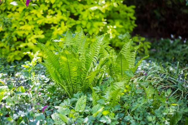 Europaeischer Straussenfarn, Deutscher Straussenfarn, Straussenfarn, Straussfarn, Trichterfarn, Becherfarn (Matteuccia struthiopteris), im Garten, Niederlande, Friesland European Ostrich Fern, Ostrich Fern (Matteuccia struthiopteris), in a garden, Netherlands, Frisia BLWS622790 *** European ostrich fern, German ostrich fern, ostrich fern, funnel fern, cup fern Matteuccia struthiopteris , in a garden, Netherlands, Friesland European Ostrich Fern, Ostrich Fern Matteuccia struthiopteris , in a garden, Netherlands, Frisia BLWS622790 Copyright: xblickwinkel AGAMI W.xLeursx