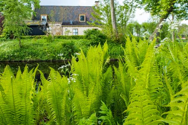 Europaeischer Straussenfarn, Deutscher Straussenfarn, Straussenfarn, Straussfarn, Trichterfarn, Becherfarn (Matteuccia struthiopteris), am Wasser, Niederlande, Friesland European Ostrich Fern, Ostrich Fern (Matteuccia struthiopteris), by the waterside, Netherlands, Frisia BLWS622791 *** European ostrich fern, German ostrich fern, ostrich fern, ostrich fern, funnel fern, cup fern Matteuccia struthiopteris , by the water, Netherlands, Friesland European Ostrich Fern, Ostrich Fern Matteuccia struthiopteris , by the waterside, Netherlands, Frisia BLWS622791 Copyright: xblickwinkel AGAMI W.xLeursx