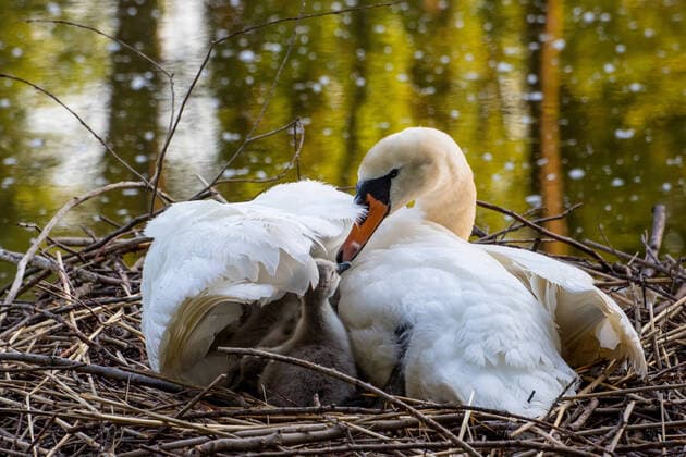 Hoeckerschwan, Hoecker-Schwan (Cygnus olor), bruetet auf dem Nest ein Junges schaut durch die Fluegel heraus, Schweiz, Bodensee mute swan (Cygnus olor), breeding in the nest one chick peering between the wings, Switzerland, Lake Constance BLWS622842