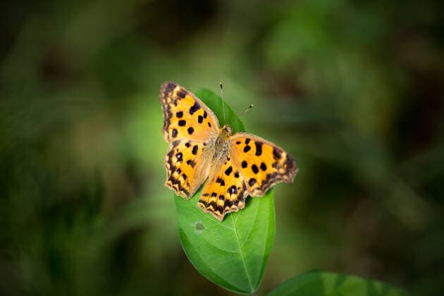 Butterfly  466332731428962311