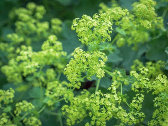 Frauenmantel (Alchemilla mollis), Blüte, Deutschland, Europa Frauenmantel (Alchemilla mollis) *** Ladys Mantle Alchemilla mollis , flower, Germany, Europe Ladys Mantle Alchemilla mollis