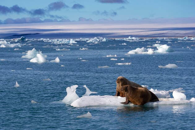 IMAGO Nature: Unsere Erde, Klimawandel, Arktische und Antarktische Eisschmelze walrus (CTKxPhoto OndrejxZaruba) CTKPhotoF202007160943101
