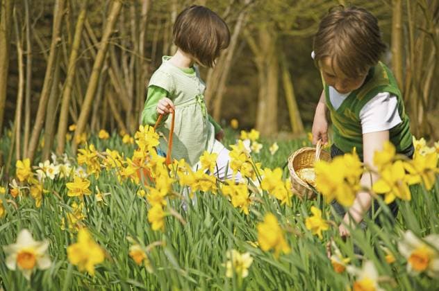 Brother and sister enjoying Easter egg hunt in sunny daffodil field United Kingdom Kent  Copyright: JuttaxKlee fStopImages1906006 ,model released, Symbolfoto