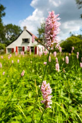 Schlangenknoeterich, Schlangen-Knoeterich, Wiesenknoeterich, Wiesen-Knoeterich (Polygonum bistorta, Bistorta officinalis, Bistorta major, Persicaria bistorta), bluehend auf einer Wiese an einem Haus, Niederlande, Drenthe, Koekangerveld Common bistort, Meadow bistort (Polygonum bistorta, Bistorta officinalis, Bistorta major, Persicaria bistorta), blooming on a meadow at a house, Netherlands, Drenthe, Koekangerveld BLWS623558 *** Snake bud, snake bud, meadow bud, meadows Knoeterich Polygonum bistorta, Bistorta officinalis, Bistorta major, Persicaria bistorta , flowering in a meadow next to a house, Netherlands, Drenthe, Koekangerveld Common bistort, Meadow bistort Polygonum bistorta, Bistorta officinalis, Bistorta major, Persicaria bist Copyright: xblickwinkel AGAMI W.xLeursx