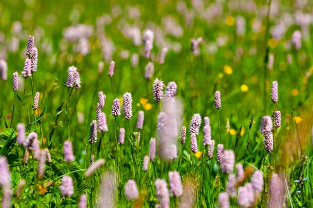 Schlangenknoeterich, Schlangen-Knoeterich, Wiesenknoeterich, Wiesen-Knoeterich (Polygonum bistorta, Bistorta officinalis, Bistorta major, Persicaria bistorta), bluehend auf einer Wiese, Niederlande, Friesland Common bistort, Meadow bistort (Polygonum bistorta, Bistorta officinalis, Bistorta major, Persicaria bistorta), blooming in a meadow, Netherlands, Frisia BLWS623550 *** Snake bud, Snake bud, Meadow bud, Meadows Knoeterich Polygonum bistorta, Bistorta officinalis, Bistorta major, Persicaria bistorta , blooming in a meadow, Netherlands, Friesland Common bistort, Meadow bistort Polygonum bistorta, Bistorta officinalis, Bistorta major, Persicaria bistorta , blooming in a meadow, Netherlands, Frisia BLWS623550 Copyright: xblickwinkel AGAMI W.xLeursx