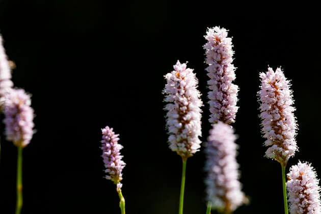 Schlangenknoeterich, Schlangen-Knoeterich, Wiesenknoeterich, Wiesen-Knoeterich (Polygonum bistorta, Bistorta officinalis, Bistorta major, Persicaria bistorta), bluehend vor schwarzem Hintergrund, Niederlande Common bistort, Meadow bistort (Polygonum bistorta, Bistorta officinalis, Bistorta major, Persicaria bistorta), blooming against black background, Netherlands BLWS623552 *** Snake bud, Snake bud, Meadow bud, Meadows Knoeterich Polygonum bistorta, Bistorta officinalis, Bistorta major, Persicaria bistorta , blooming against black background, Netherlands Common bistort, Meadow bistort Polygonum bistorta, Bistorta officinalis, Bistorta major, Persicaria bistorta , blooming against black background, Netherlands BLWS623552 Copyright: xblickwinkel AGAMI W.xLeursx
