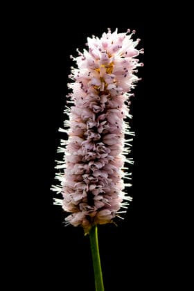 Schlangenknoeterich, Schlangen-Knoeterich, Wiesenknoeterich, Wiesen-Knoeterich (Polygonum bistorta, Bistorta officinalis, Bistorta major, Persicaria bistorta), Bluetenstand vor schwarzem Hintergrund, Niederlande Common bistort, Meadow bistort (Polygonum bistorta, Bistorta officinalis, Bistorta major, Persicaria bistorta), inflorescence against black background, Netherlands BLWS623556 *** Snake bud, Snake bud, Meadow bud, Meadows Knoeterich Polygonum bistorta, Bistorta officinalis, Bistorta major, Persicaria bistorta , Bloom stand against black background, Netherlands Common bistort, Meadow bistort Polygonum bistorta, Bistorta officinalis, Bistorta major, Persicaria bistorta , inflorescence against black background, Netherlands BLWS623 Copyright: xblickwinkel AGAMI W.xLeursx
