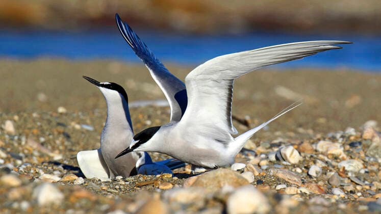 Aleutenseeschwalbe, Aleuten-Seeschwalbe (Onychoprion aleuticus, Sterna aleutica), Paar am Brutplatz, USA, Alaska aleutian tern (Onychoprion aleuticus, Sterna aleutica), pair at the breeding site, USA, Alaska BLWS623277