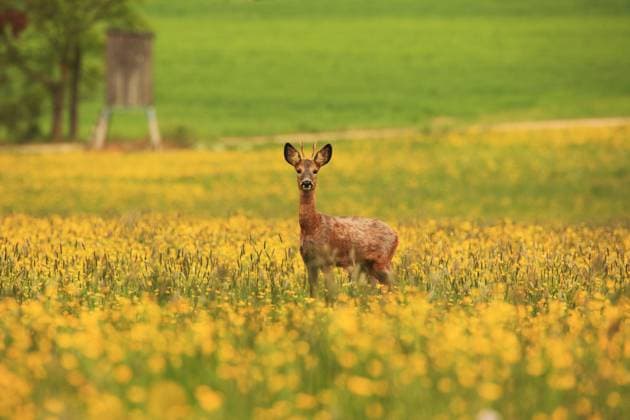 Europaeisches Reh (Capreolus capreolus), junger Rehbock steht auf einer Fruehlingswiese, Deutschland, Baden-Wuerttemberg roe deer (Capreolus capreolus), young roe buck standing in a springtime meadow, Germany, Baden-Wuerttemberg BLWS623618 *** European roe deer Capreolus capreolus , young roe buck standing in a springtime meadow, Germany, Baden Wuerttemberg roe deer Capreolus capreolus , young roe buck standing in a springtime meadow, Germany, Baden Wuerttemberg BLWS623618 Copyright: xblickwinkel S.xMeyersx