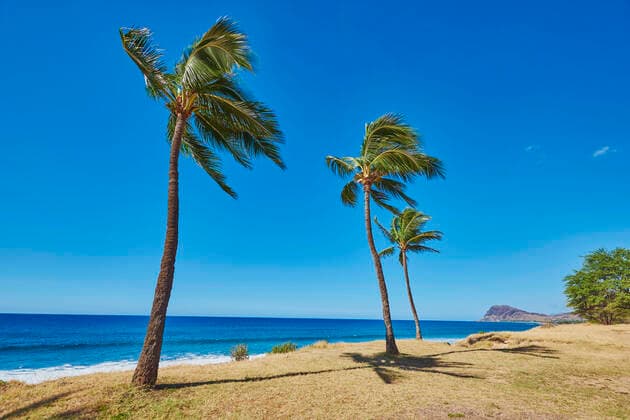 Palmen am Kahe Point Beach Park, USA, Hawaii, Oahu, Kapolei Palm trees at Kahe Point Beach Park, USA, Hawaii, Oahu, Kapolei BLWS623331