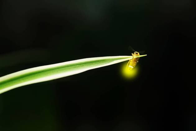 IMAGO Nature: Unsere Erde, Lichtverschmutzung in den Nächten bedroht Glühwürmchen-Populationen Fireflies on grass leaves  492183744446070793