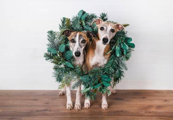 Christmas wreath around dogs on hardwood floor against white background property released RTBF01476