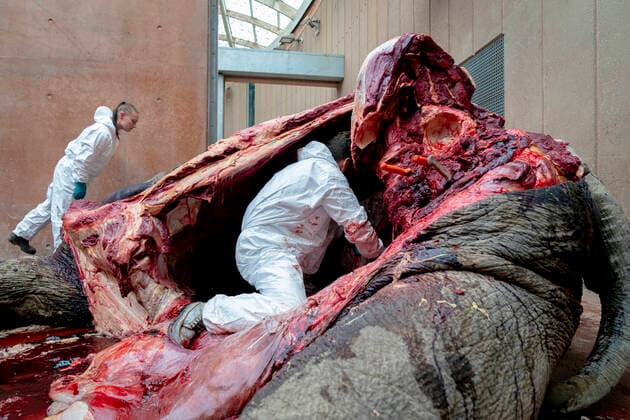 Bilder des Jahres 2020, News 07 Juli News Themen der Woche KW30 News Bilder des Tages Kopenhagen, Obduktion eines toten Elefanten Dyrepassere og dyrlaeger obducerer hanelefanten Chang i Zoologisk Have Koebenhavn, fredag den 24. juli 2020. Hanelefanten Chang har i halvanden maaned vaeret i behandling for en sjaelden tilstand, der har forsaget vaevsdoed i en kirtel ved tindingen. Elefanten, der blev foedt i Koebenhavn Zoo og var far til 20, bedstefar til 16 og oldefar til 3, blev 38 aar.. , Copenhagen Denmark  Copyright: RitzauxScanpix IdaxMariexOdgaardx cop103 spdk20200724-175049-L