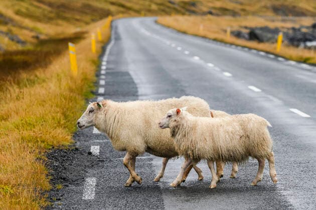 Two white sheep (Ovis aries) crossing a road; Sudavik, Westfjords, Iceland  Copyright: KeithxLevit 13121631