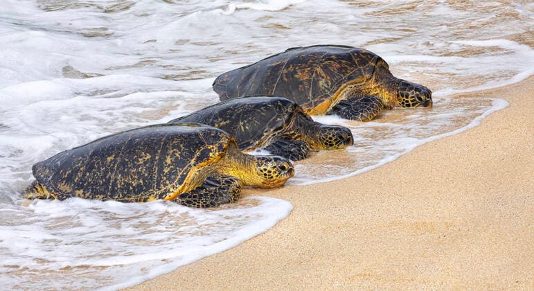 Three Green sea turtles (Chelonia mydas) lying in a row on the beach in the surf; Kihei, Maui, Hawaii, United States of America  Copyright: VicxSchendel 13296529