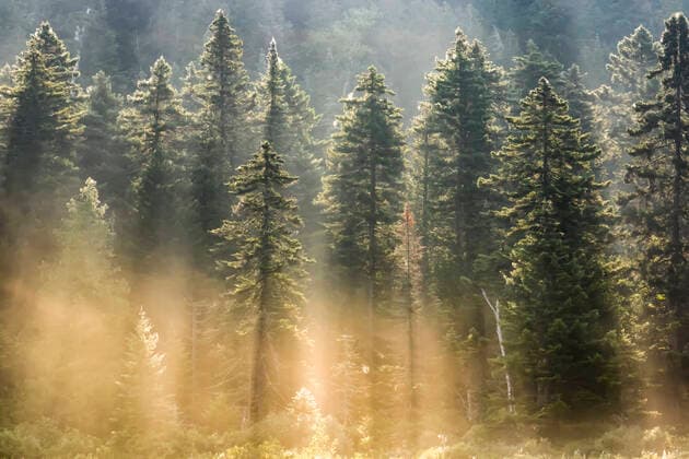 IMAGO Creative, Jahreszeit Frühling, Licht und Sonne Spruce forest with morning mist and sun rays; Quebec, Canada  Copyright: PhilippexHenry 13303971