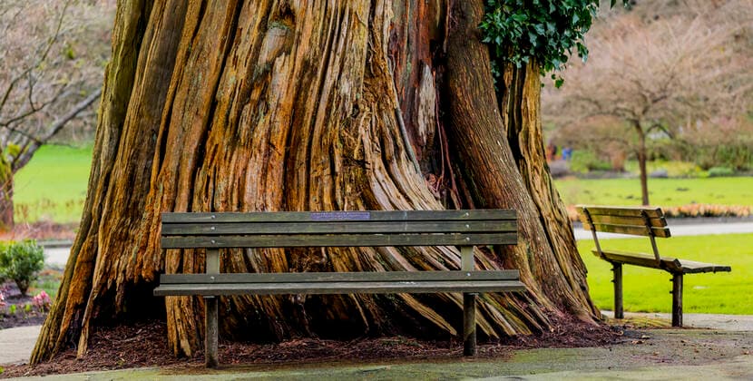 Park benches around the base of a large tree in Stanley Park; Vancouver, British Columbia, Canada  Copyright: LornaxRande 13422039