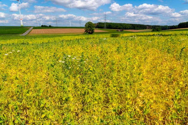 Feld bewachsen mit Weisser Lupine, Nutzpflanze, Feld *** Field overgrown with white lupin, useful plant, field
