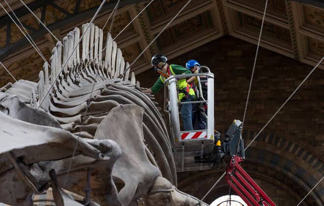 (200728) -- LONDON, July 28, 2020 -- Staff members polish the blue whale skeleton at Hintze Hall of Natural History Museum before its reopening in London, Britain, on July 27, 2020. The Natural History Museum will reopen from August 5. ) BRITAIN-LONDON-NATURAL HISTORY MUSEUM-REOPENING-PREPARATION HanxYan 