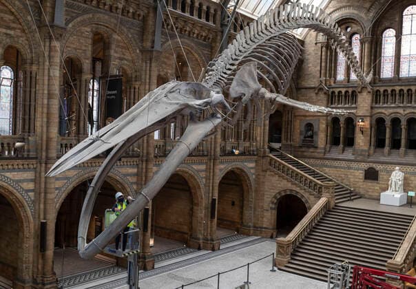 News Bilder des Tages (200728) -- LONDON, July 28, 2020 -- A staff member polishes the blue whale skeleton at Hintze Hall of Natural History Museum before its reopening in London, Britain, on July 27, 2020. The Natural History Museum will reopen from August 5. ) BRITAIN-LONDON-NATURAL HISTORY MUSEUM-REOPENING-PREPARATION HanxYan 