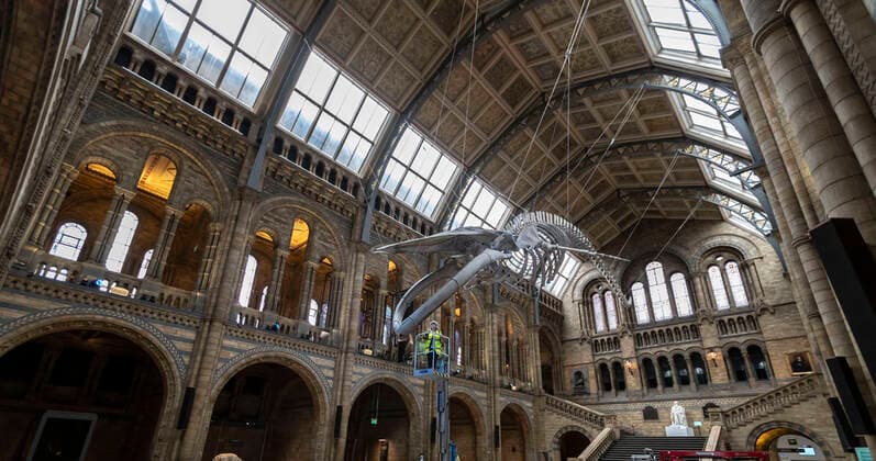 (200728) -- LONDON, July 28, 2020 -- A staff member polishes the blue whale skeleton at Hintze Hall of Natural History Museum before its reopening in London, Britain, on July 27, 2020. The Natural History Museum will reopen from August 5. ) BRITAIN-LONDON-NATURAL HISTORY MUSEUM-REOPENING-PREPARATION HanxYan 