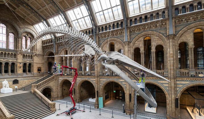 (200728) -- LONDON, July 28, 2020 -- A staff member polishes the blue whale skeleton at Hintze Hall of Natural History Museum before its reopening in London, Britain, on July 27, 2020. The Natural History Museum will reopen from August 5. ) BRITAIN-LONDON-NATURAL HISTORY MUSEUM-REOPENING-PREPARATION HanxYan 